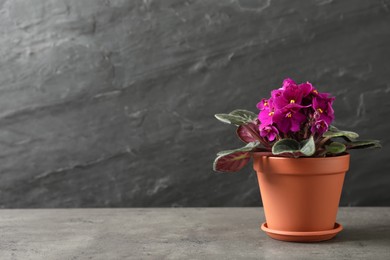 Photo of Beautiful potted violet flowers on grey table, space for text. Delicate house plant