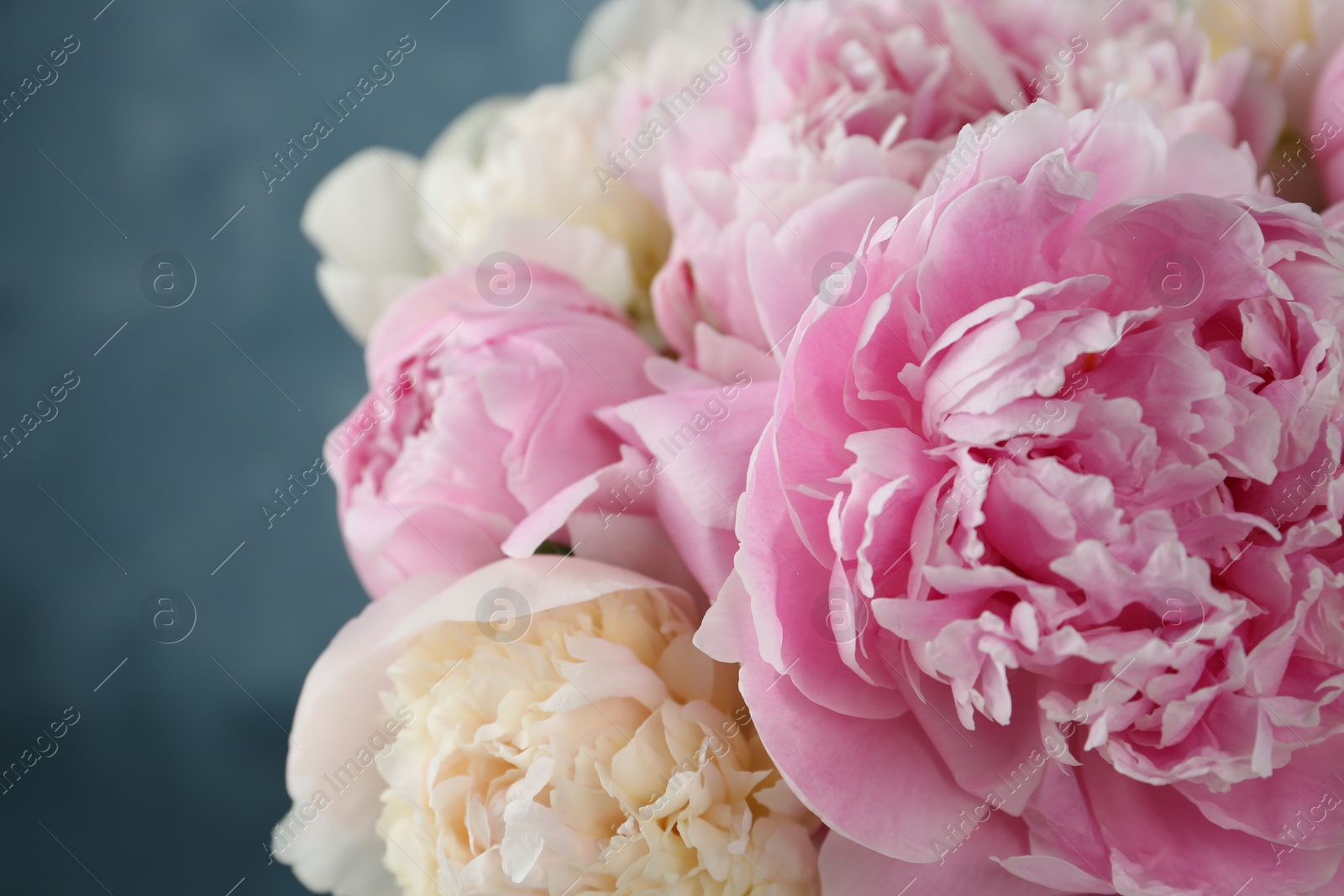 Photo of Beautiful aromatic peonies on blurred background, closeup
