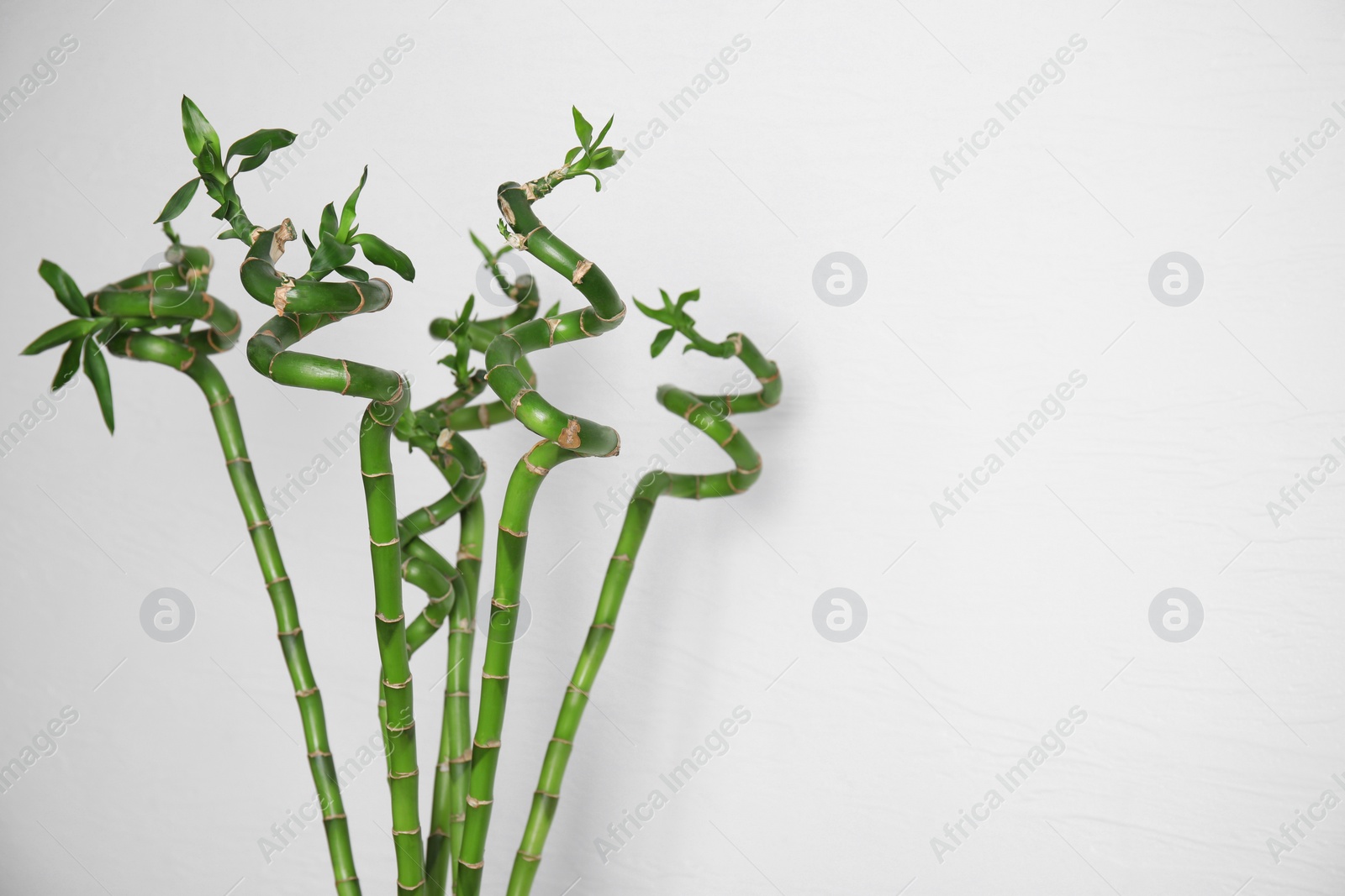 Photo of Beautiful green bamboo stems near white wall. Space for text