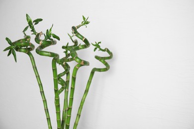 Photo of Beautiful green bamboo stems near white wall. Space for text