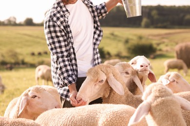 Photo of Smiling farmer with bucket feeding animals on pasture, closeup