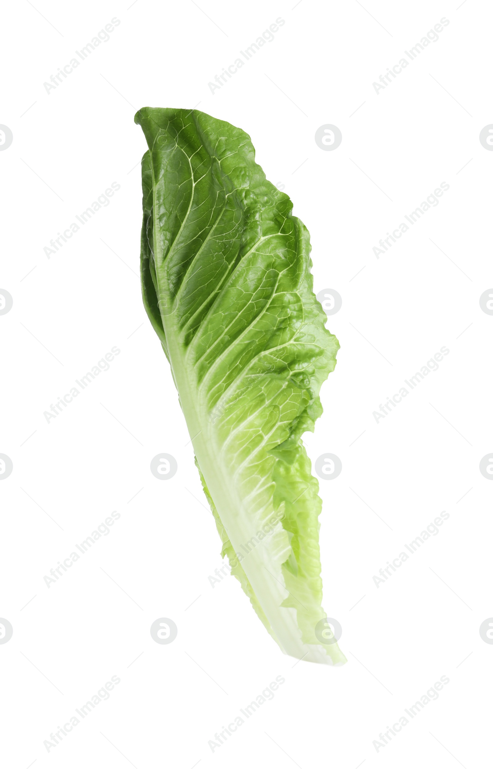 Photo of Fresh leaf of green romaine lettuce isolated on white