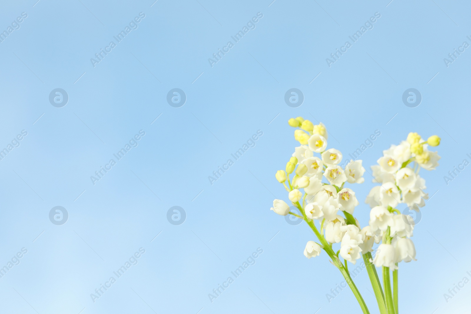 Photo of Beautiful lily of the valley flowers against blue sky, closeup. Space for text