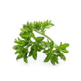 Fresh green parsley on white background