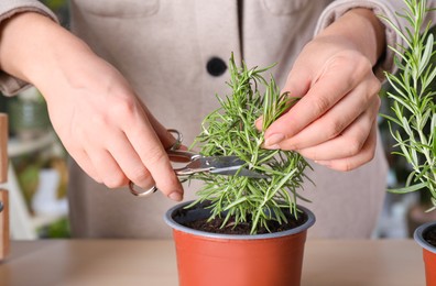 Photo of Woman cutting aromatic rosemary sprigs indoors, closeup