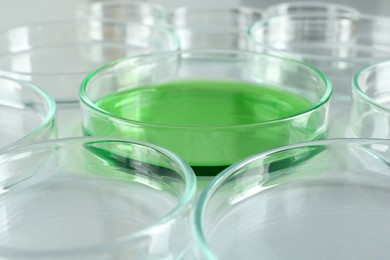 Photo of Petri dish with green liquid among empty ones on white table, closeup