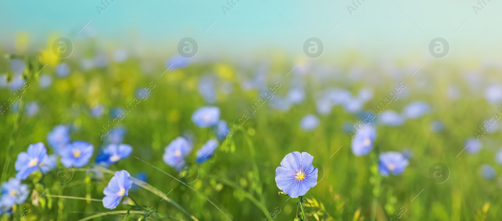 Image of Beautiful blooming flax plant in meadow. Banner design