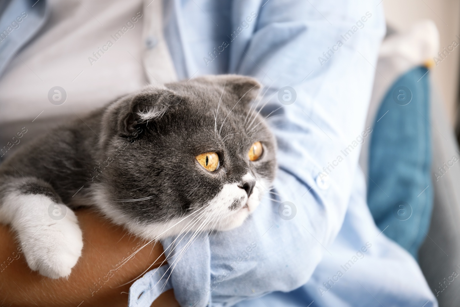 Photo of Woman stroking her cat at home, closeup