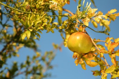 Photo of Pomegranate tree with ripening fruit outdoors on sunny day, closeup