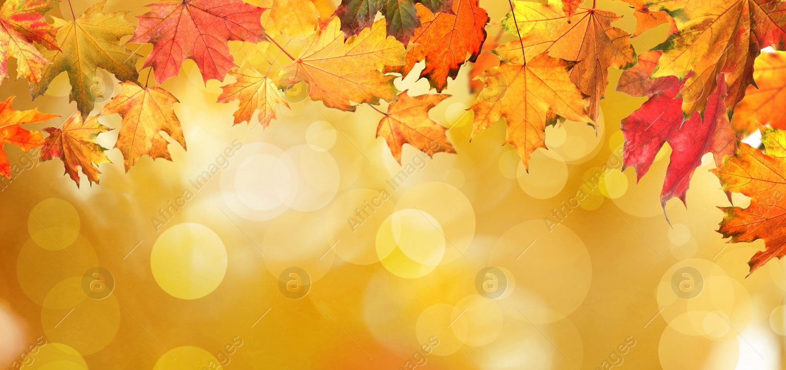 Image of Beautiful colorful autumn leaves on blurred background. Banner design 