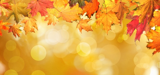 Image of Beautiful colorful autumn leaves on blurred background. Banner design 