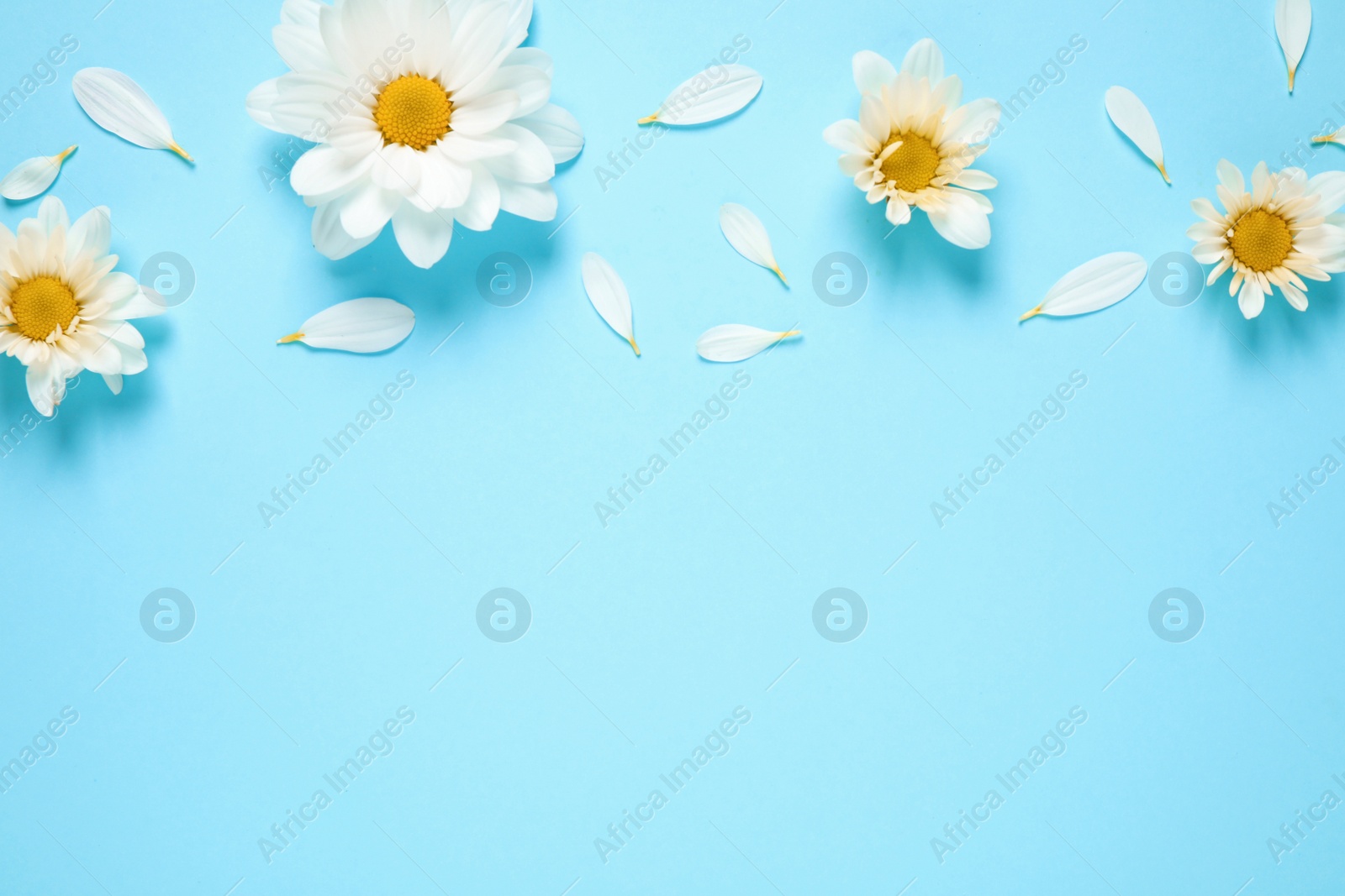 Photo of Flat lay composition with beautiful chamomile flowers on blue background. Space for text