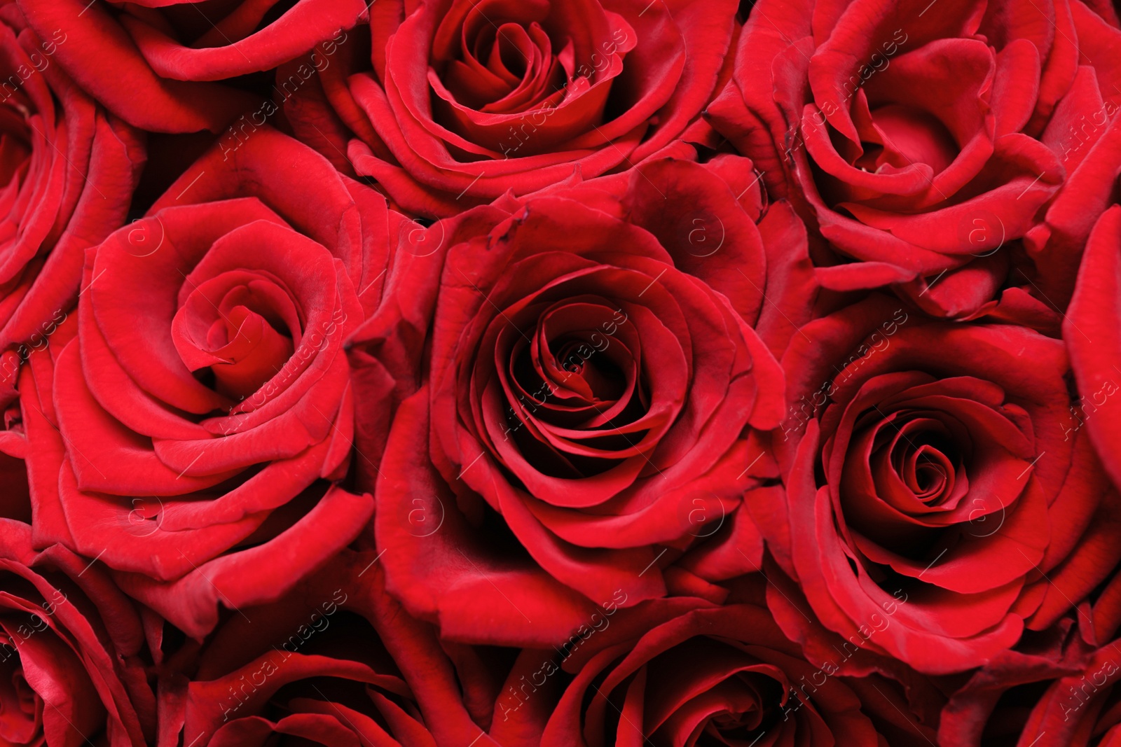 Photo of Beautiful red rose flowers as background, closeup