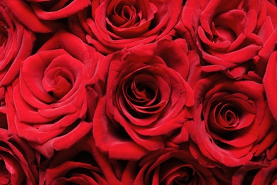 Beautiful red rose flowers as background, closeup