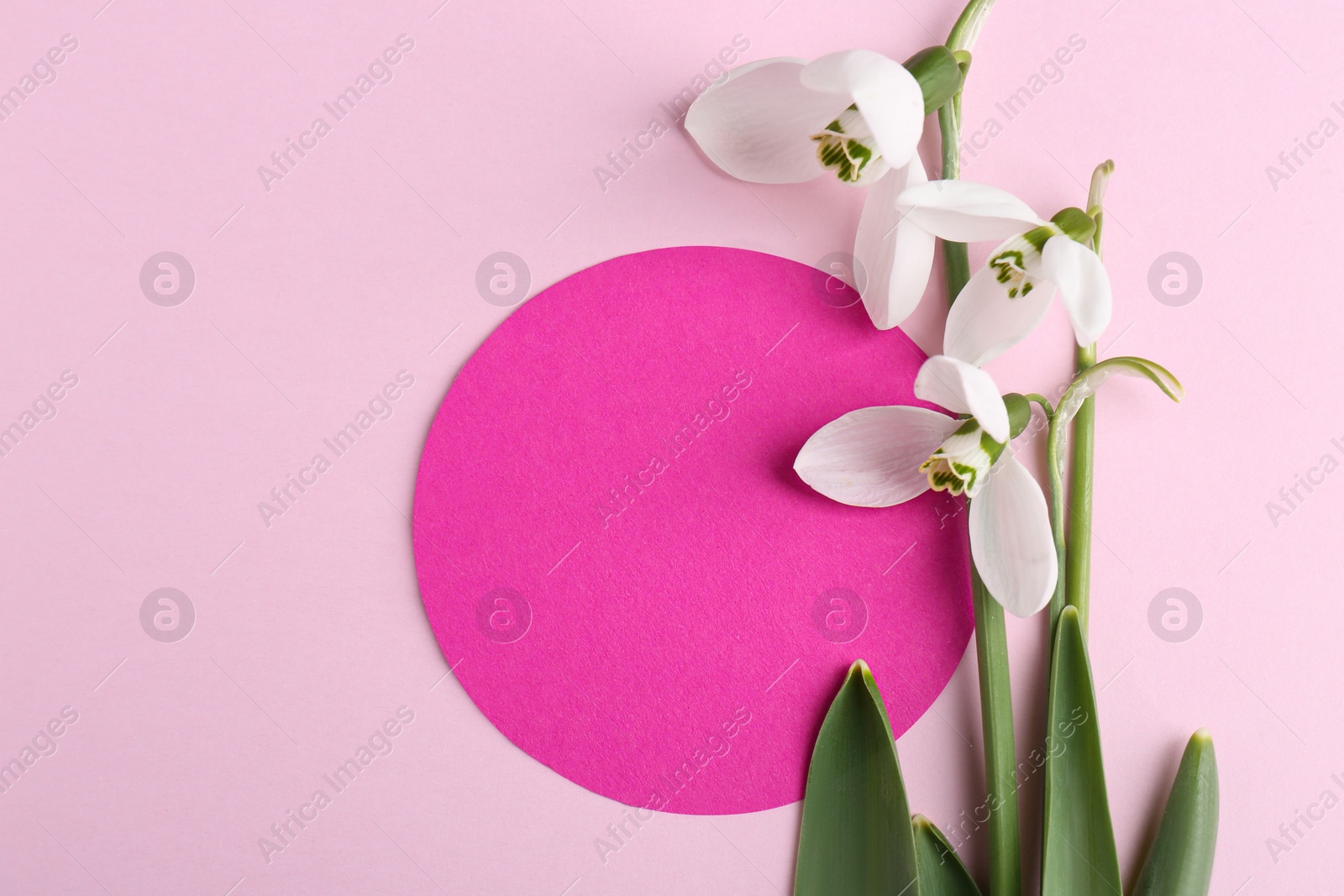 Photo of Beautiful snowdrops and paper card on pink background, flat lay. Space for text