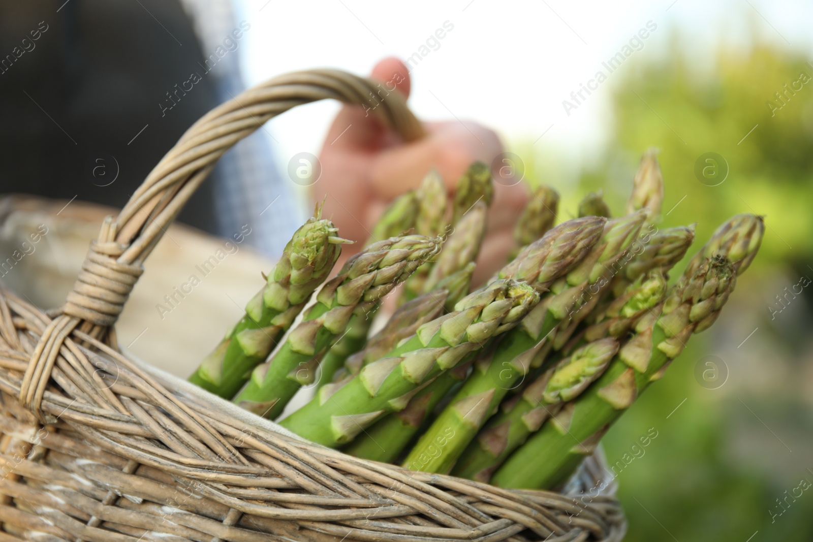 Photo of Man holding wicker basket with fresh raw asparagus outdoors, closeup