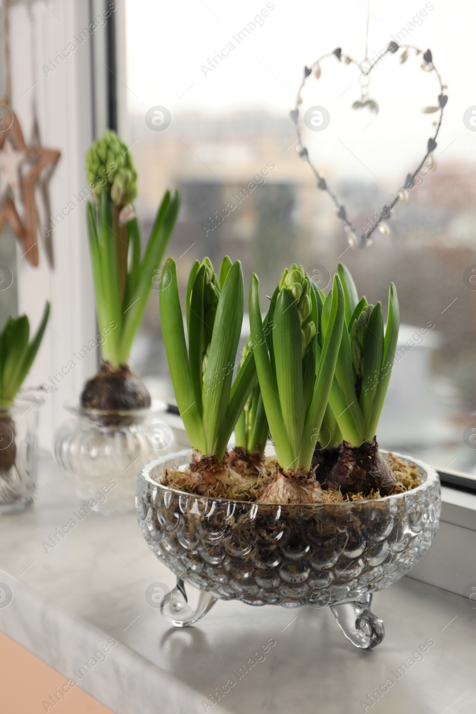 Photo of Spring is coming. Beautiful bulbous plants on windowsill indoors