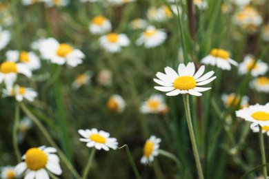 Photo of Beautiful chamomile flowers growing in field, closeup