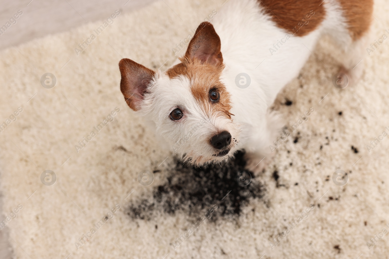 Photo of Cute dog near mud stain on rug indoors, above view