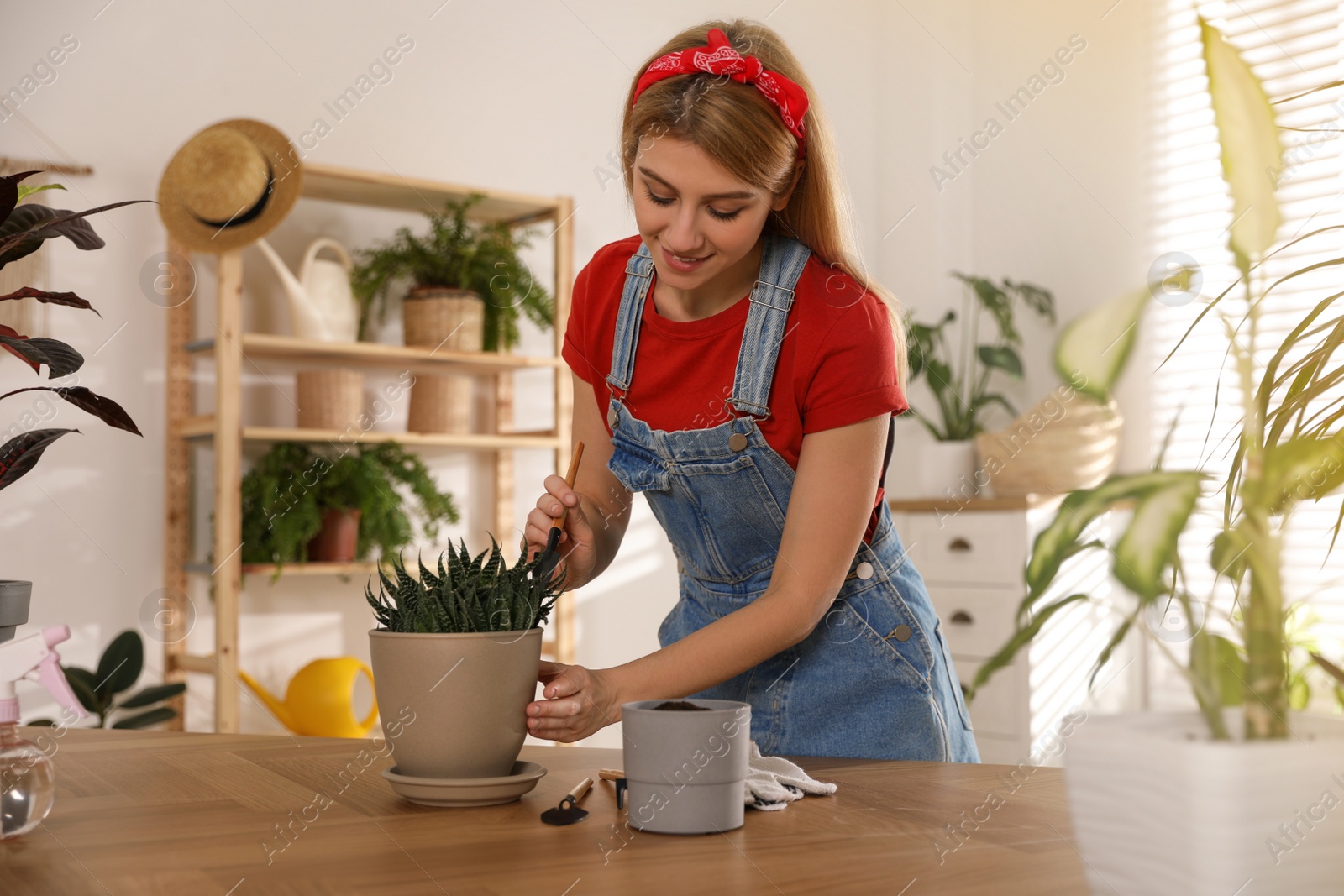 Photo of Young woman potting succulent plant at home. Engaging hobby