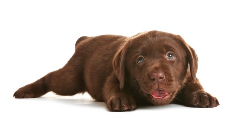 Photo of Chocolate Labrador Retriever puppy on white background