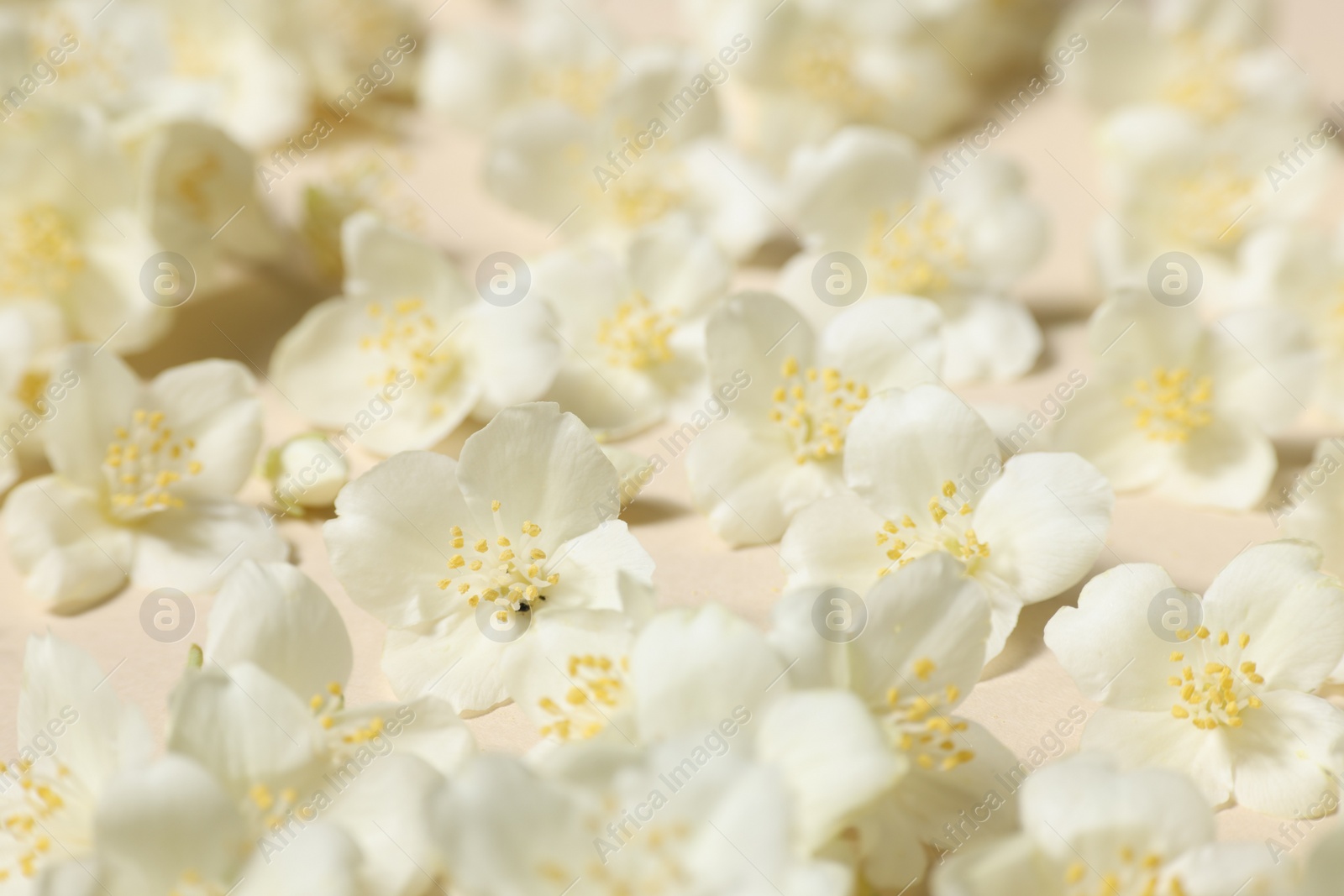 Photo of Many aromatic jasmine flowers on beige background, closeup