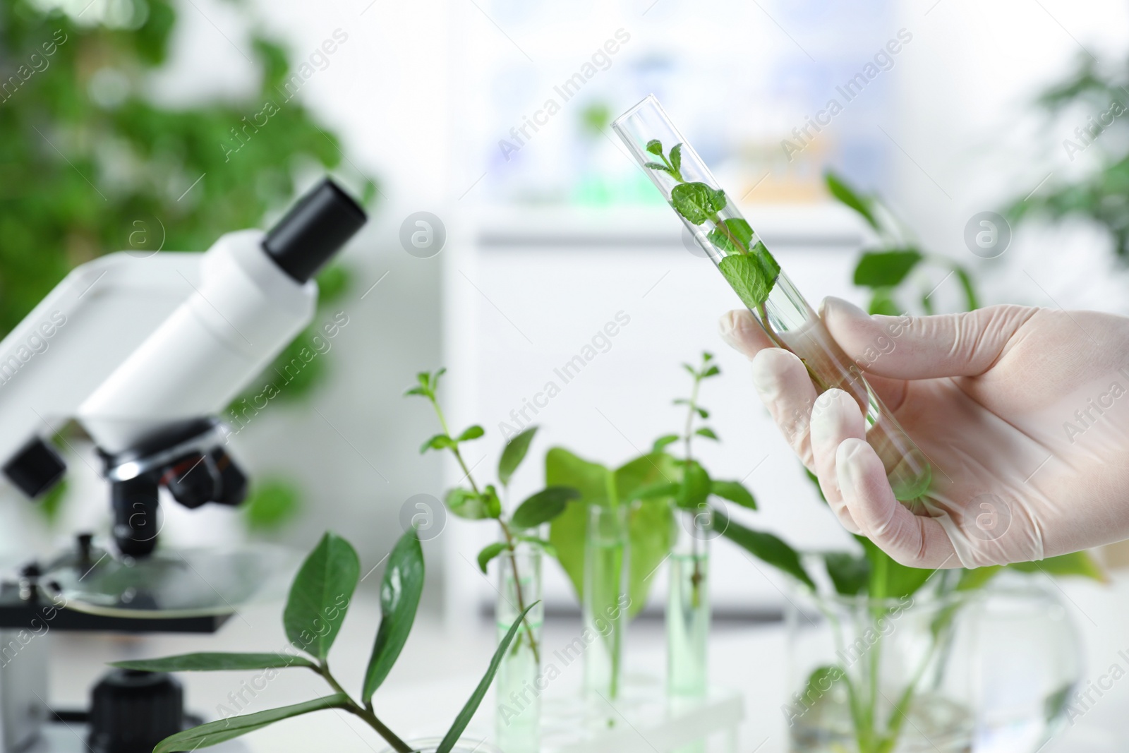 Photo of Lab assistant holding plant in test tube on blurred background, closeup with space for text. Biological chemistry