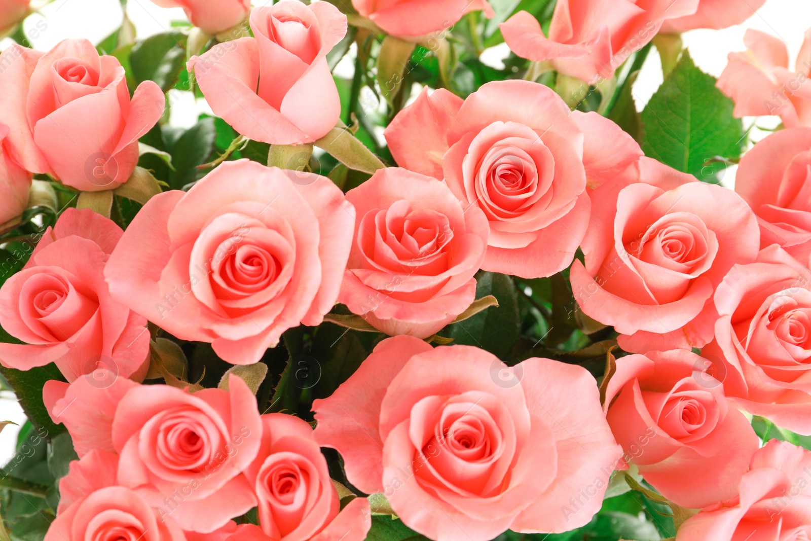 Photo of Bouquet of beautiful roses, closeup