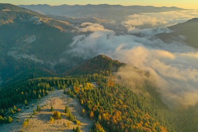 Beautiful landscape with thick mist and forest in mountains. Drone photography