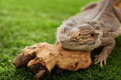 Photo of Bearded lizard (Pogona barbata) and tree branch on green grass, closeup. Exotic pet