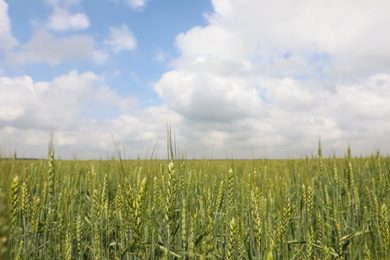 Photo of Agricultural field with ripening cereal crop under cloudy sky