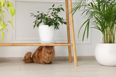 Photo of Adorable cat under wooden table with green houseplants at home