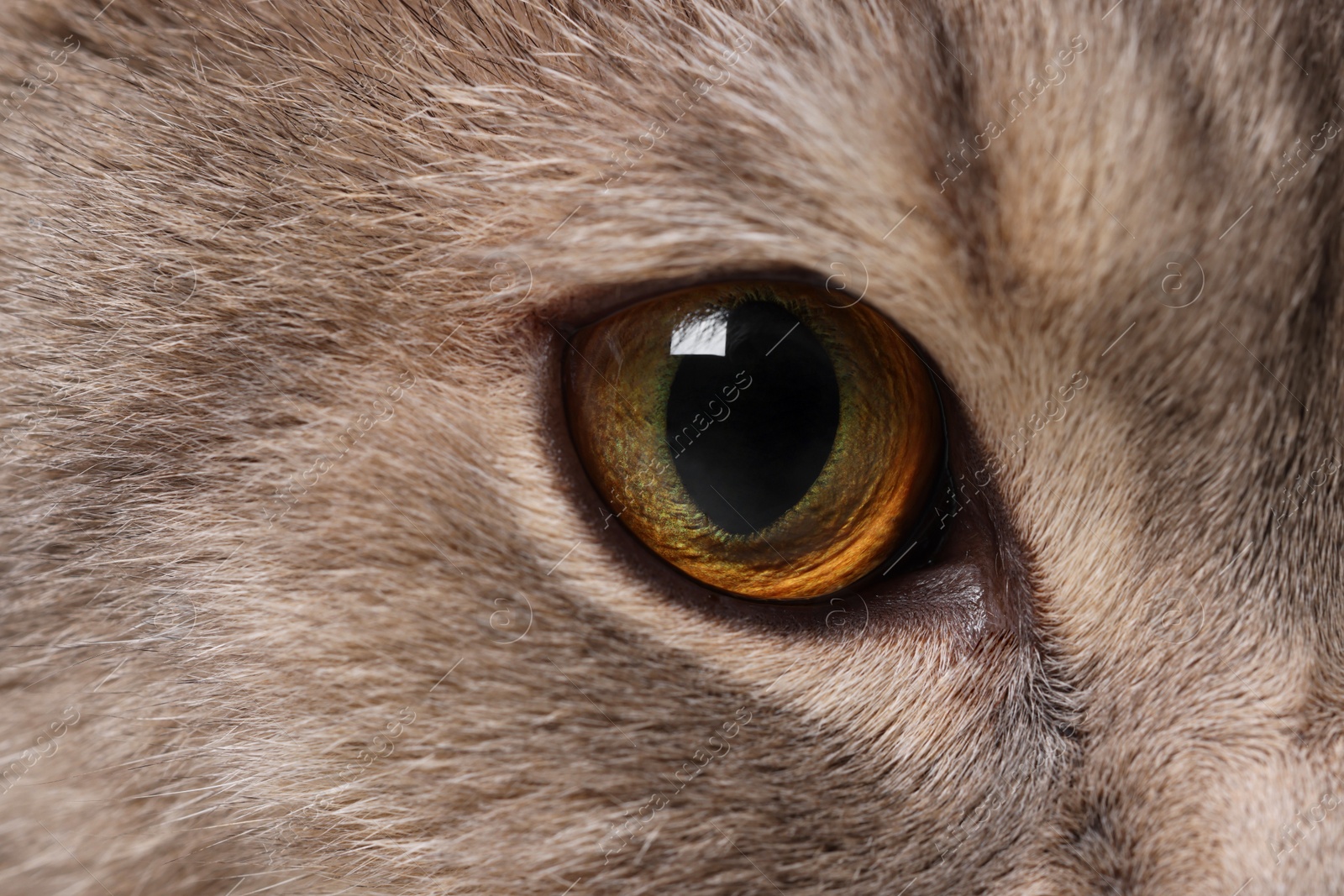 Photo of Cat, macro photo of right eye. Cute pet