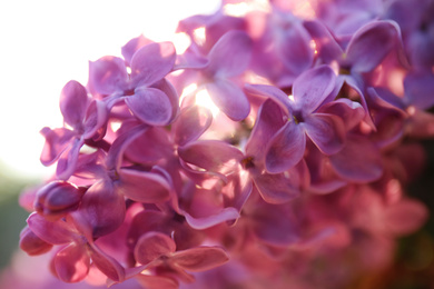 Photo of Closeup view of beautiful blooming lilac shrub outdoors