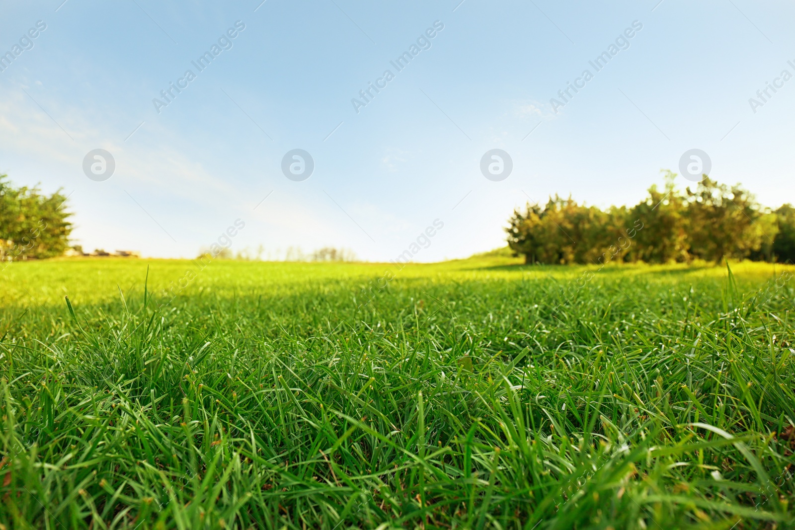 Photo of Picturesque landscape with beautiful green lawn on sunny day