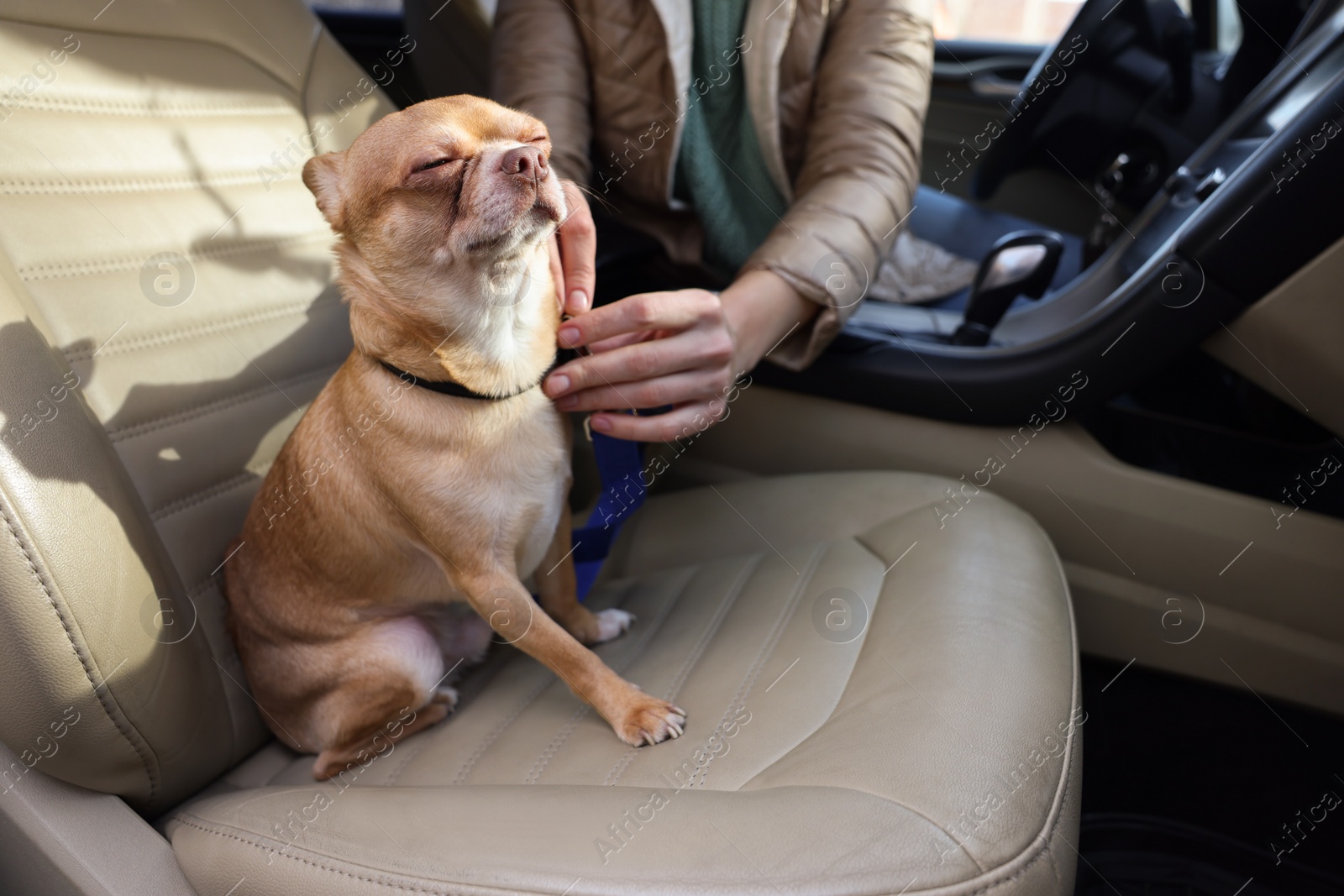 Photo of Owner with cute Chihuahua dog in car, closeup