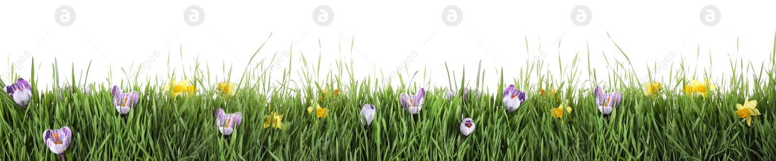 Image of Fresh green grass and flowers on white background, banner design. Spring season