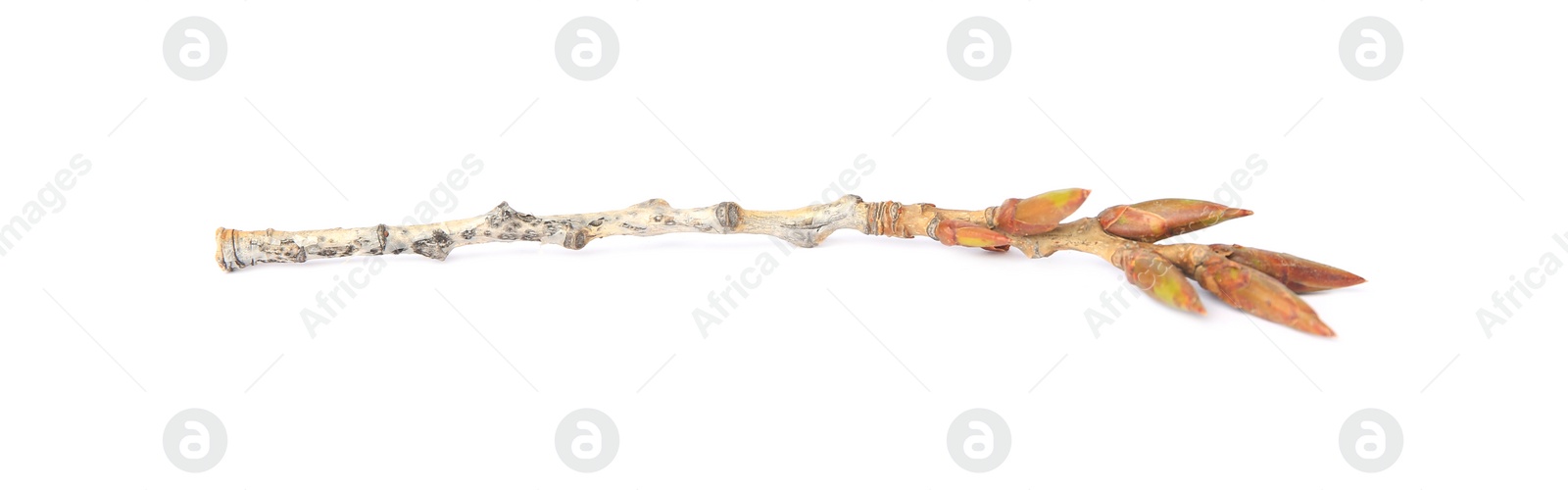 Photo of Tree twig with buds isolated on white