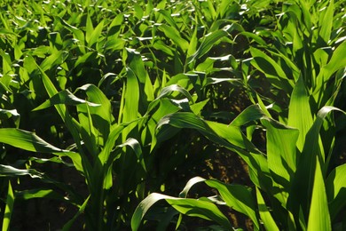 Photo of Beautiful green corn plants in agricultural field on sunny day
