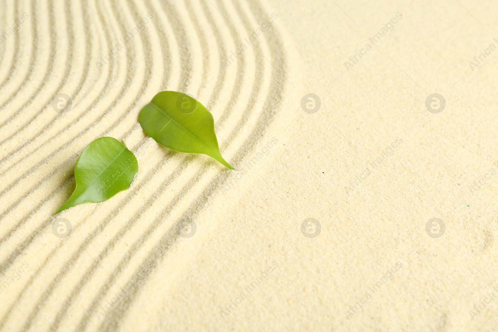 Photo of Zen rock garden. Wave pattern and green leaves on beige sand