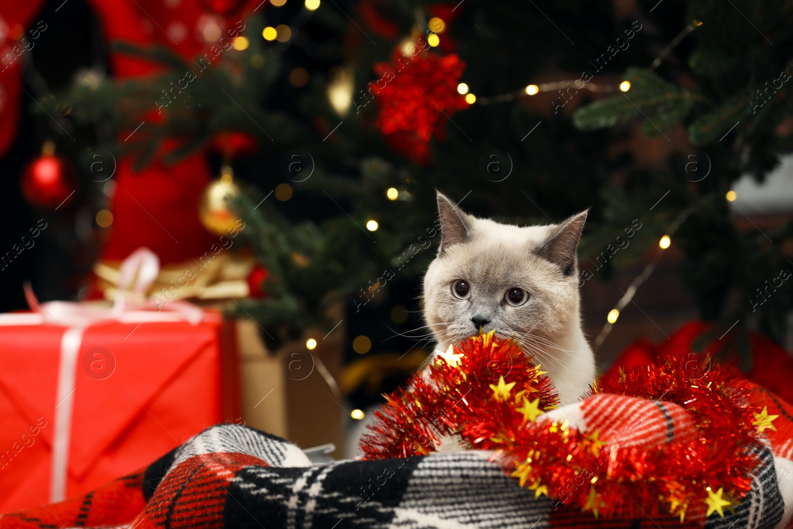 Photo of Cute cat on plaid under Christmas tree at home