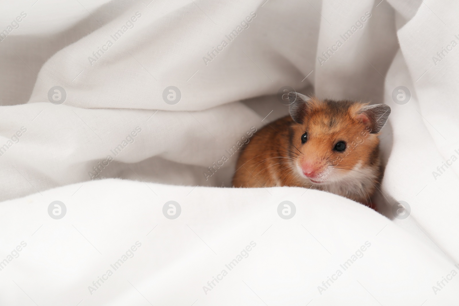 Photo of Cute little hamster in white fabric, space for text