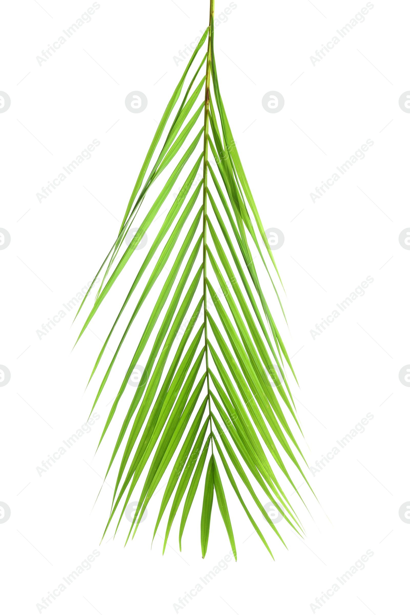 Photo of Beautiful tropical Sago palm leaf on white background