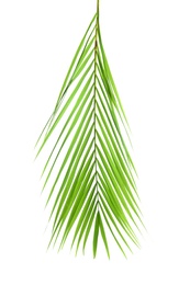 Photo of Beautiful tropical Sago palm leaf on white background