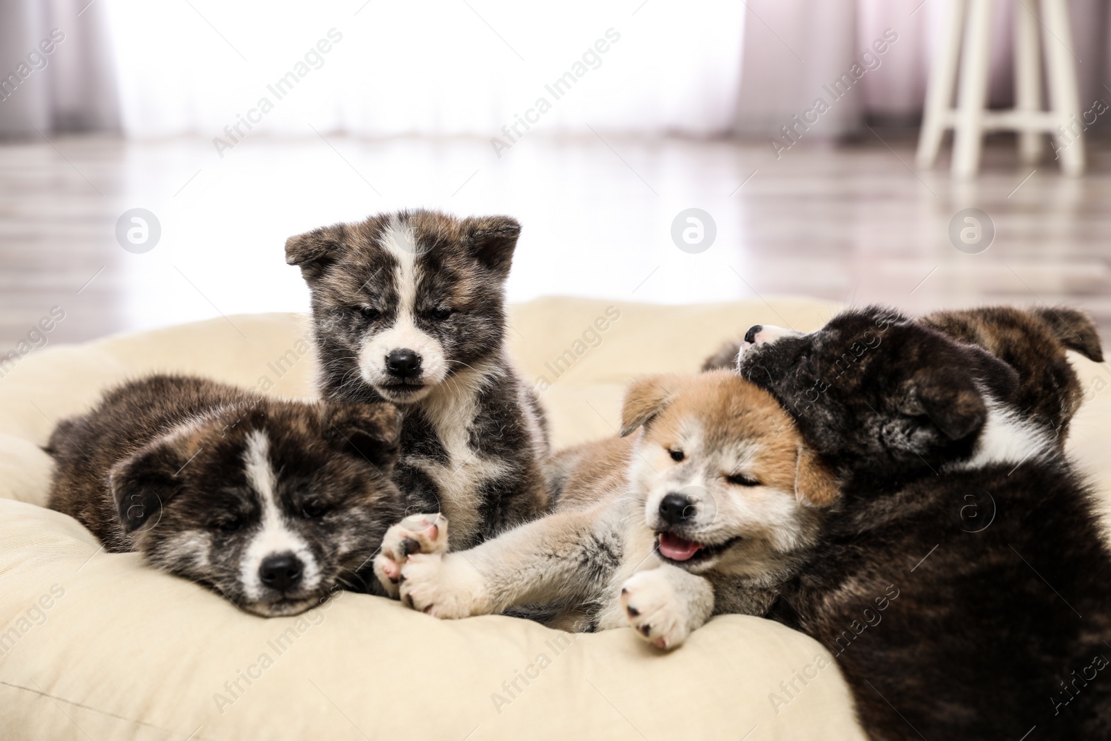 Photo of Akita inu puppies on pet pillow. Cute dogs