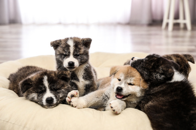 Photo of Akita inu puppies on pet pillow. Cute dogs