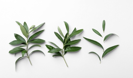 Photo of Twigs with fresh green olive leaves on white background, top view