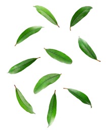 Image of Green leaves of pomegranate plant falling on white background