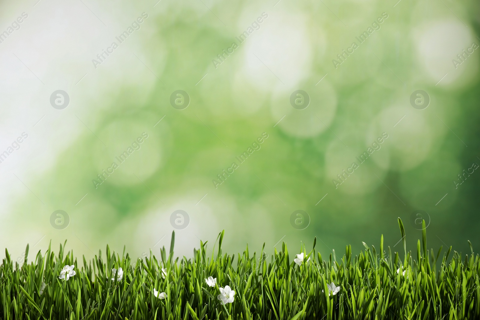 Photo of Fresh green grass and white flowers on blurred background, space for text. Spring season