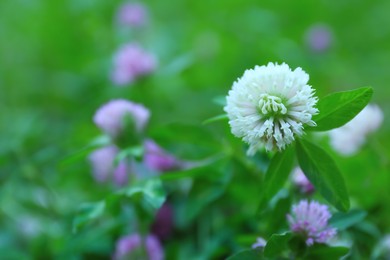 Photo of Beautiful white clover flower on blurred background, closeup. Space for text